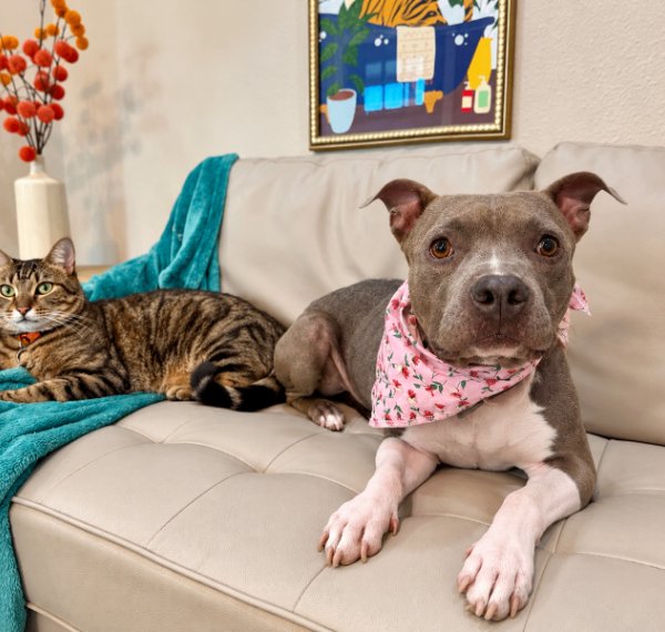 Siri Sue Itty Bitty Sweet Girl, a American Staffordshire Terrier dog