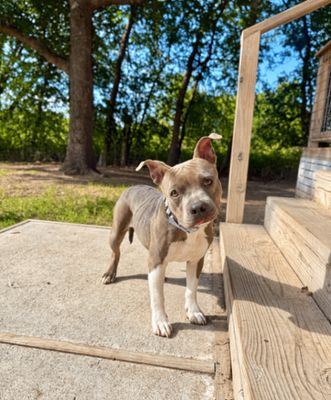 Siri Sue Itty Bitty Sweet Girl thumbnail 6