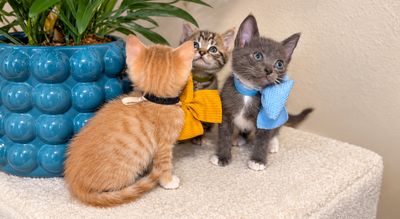 Paco Blue Jeans thumbnail 3