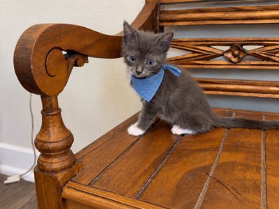 Paco Blue Jeans thumbnail 8