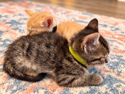 Tiny Tiger Lily thumbnail 11