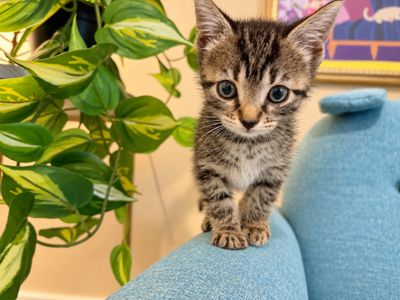 Tiny Tiger Lily thumbnail 4