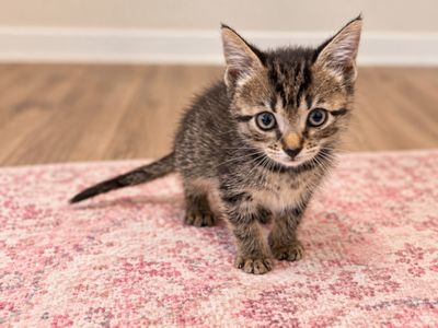 Tiny Tiger Lily thumbnail 6