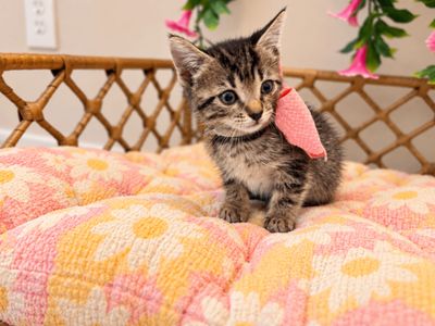 Tiny Tiger Lily thumbnail 7