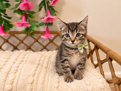 Tiny Tiger Lily thumbnail 1