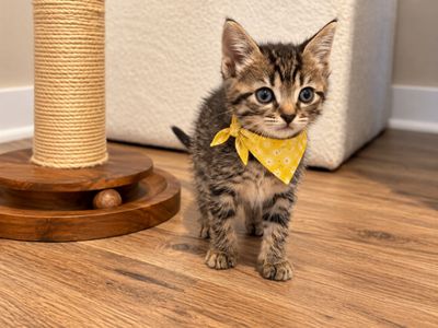 Tiny Tiger Lily thumbnail 10