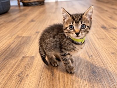 Tiny Tiger Lily thumbnail 9