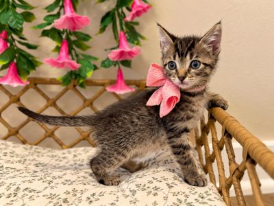 Tiny Tiger Lily thumbnail 13