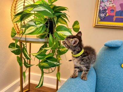 Tiny Tiger Lily thumbnail 12