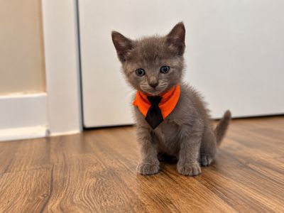 Turbo Black Tie Small Guy thumbnail 1