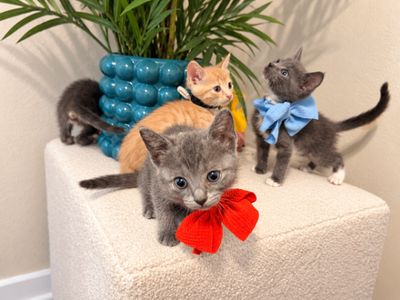 Turbo Black Tie Small Guy thumbnail 7
