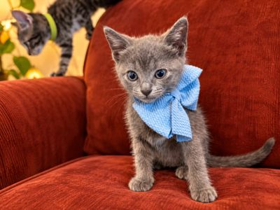 Turbo Black Tie Small Guy thumbnail 6