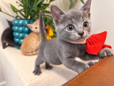 Turbo Black Tie Small Guy thumbnail 2