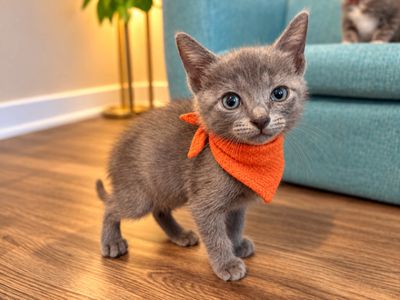 Turbo Black Tie Small Guy thumbnail 9