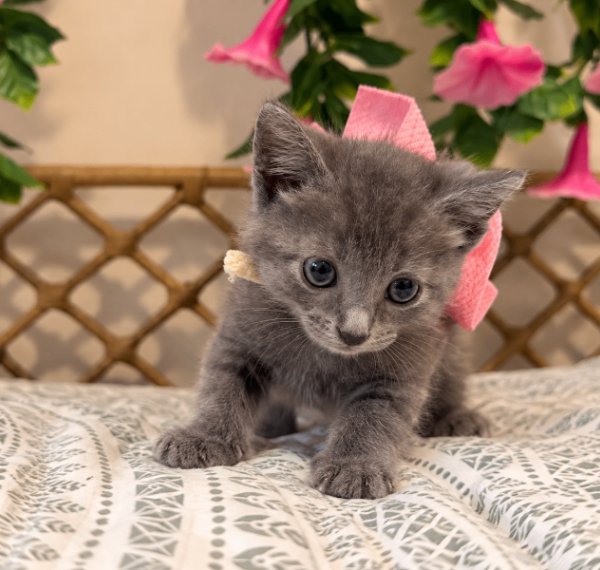 Fluffy Daisy Duke, a Russian Blue cat
