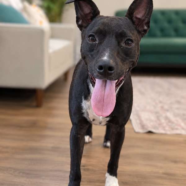 Pocket-Sized Lola Lovebug, a Pit Bull Terrier dog