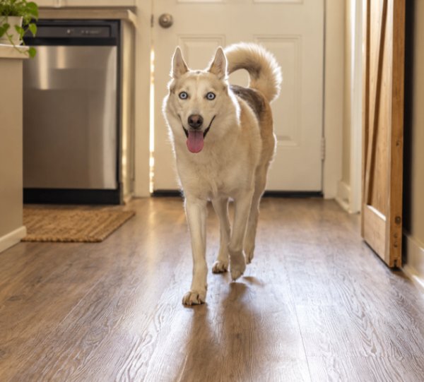 Missy Blue-tiful, a Husky dog