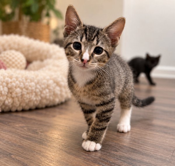 Jesse Baby Belle, a Tabby cat