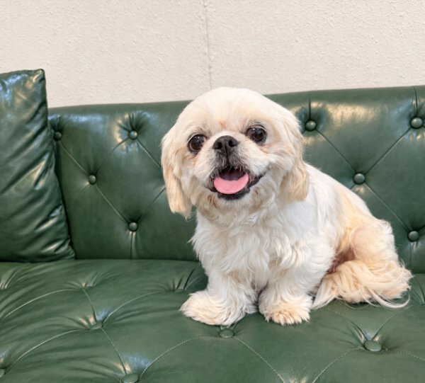 Queenie Penny Paloma, a Maltese Shih Tzu dog