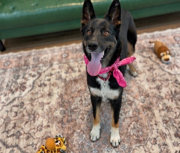 Asha Darling Girl, a German Shepherd Dog dog