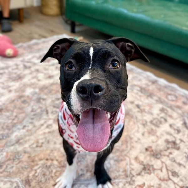 Lovey Dovey Little Miss Personality, a Pit Bull Terrier dog
