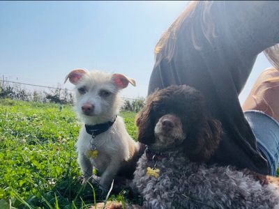 Huckle your mini BFF thumbnail 2