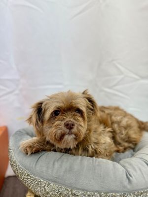 Lily Loo thumbnail 15