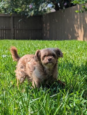 Lily Loo thumbnail 1