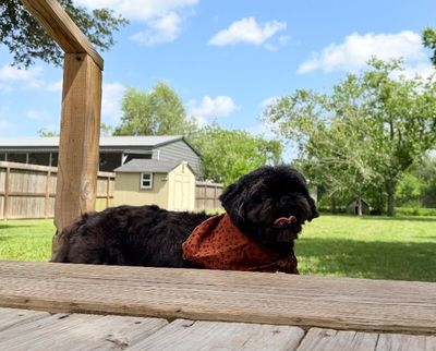 Louie Hoverfluff thumbnail 9