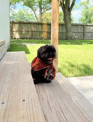Louie Hoverfluff thumbnail 7