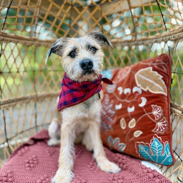 Ace of Hearts, a Border Terrier dog