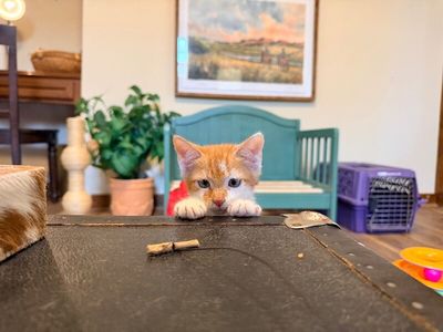 Oliver Twist The Mini Mighty Explorer thumbnail 2