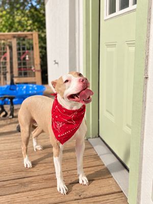 Eva Backyard Bliss thumbnail 15