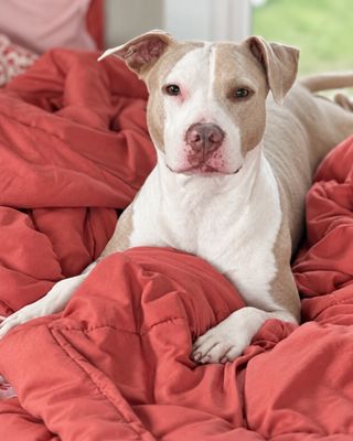 Eva Backyard Bliss thumbnail 4