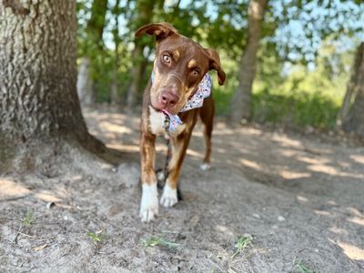 Luna Goofy Buttercup thumbnail 4