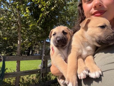 Mars The Cutest Cosmonaut thumbnail 3