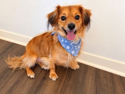 Benji Boujee Bear Pocket-Size Golden Boy thumbnail 1