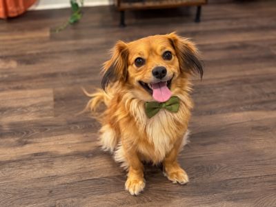 Benji Boujee Bear Pocket-Size Golden Boy thumbnail 6