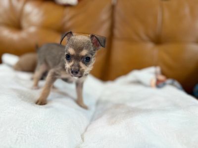 Mallory Keaton thumbnail 8