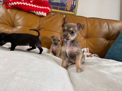 Mallory Keaton thumbnail 5