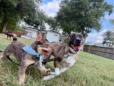 Roki Scruff and Shenanigans thumbnail 6