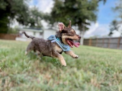 Roki Scruff and Shenanigans thumbnail 2