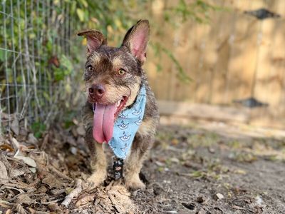 Roki Scruff and Shenanigans thumbnail 8