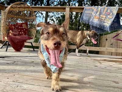 Roki Scruff and Shenanigans thumbnail 12