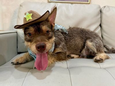 Roki Scruff and Shenanigans thumbnail 10