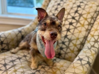 Roki Scruff and Shenanigans thumbnail 9