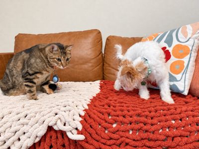 Goose The Fluffy Cottonball thumbnail 6