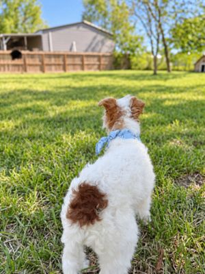 Goose The Fluffy Cottonball thumbnail 2
