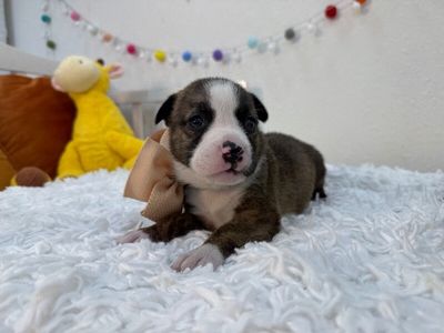 Fawn Rainbow thumbnail 9