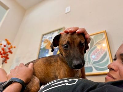 Gideon Beau Lovable Little Guy thumbnail 6